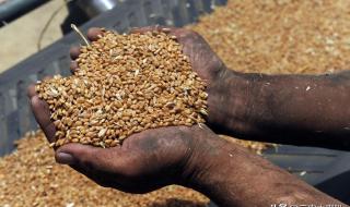 今日小麦一斤价格表